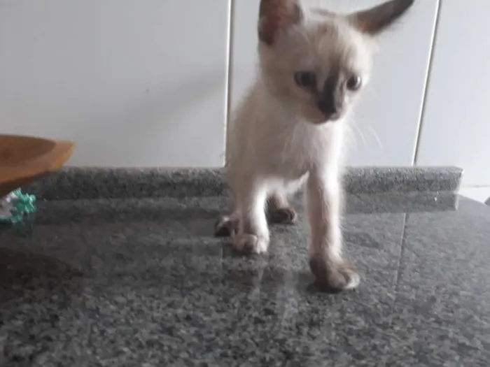 Gato ra a  idade 2 a 6 meses nome Sem nome