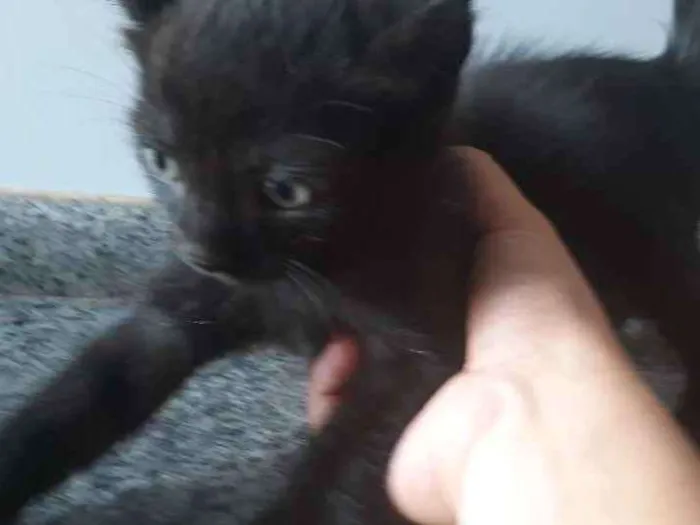 Gato ra a  idade 2 a 6 meses nome Sem nome