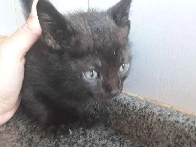 Gato ra a  idade 2 a 6 meses nome Sem nome