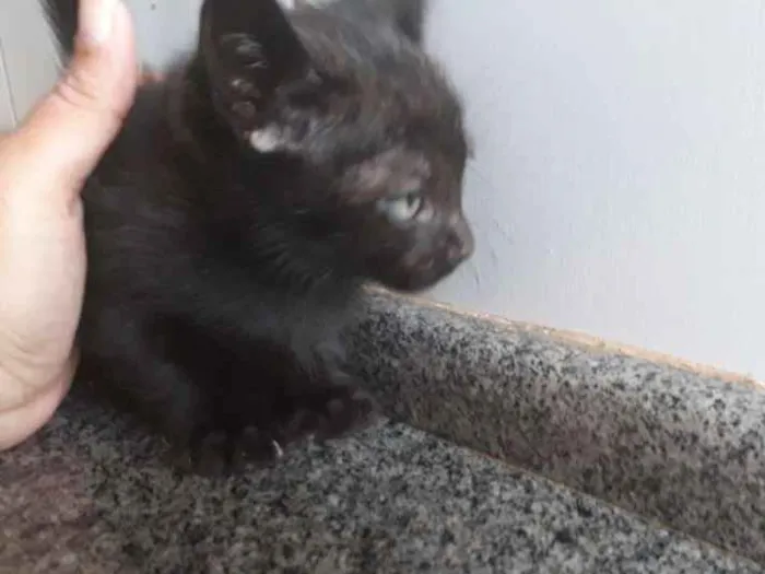 Gato ra a  idade 2 a 6 meses nome Sem nome
