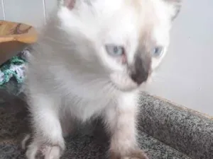 Gato raça  idade 2 a 6 meses nome Sem nome