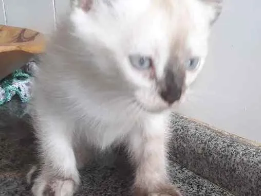 Gato ra a  idade 2 a 6 meses nome Sem nome