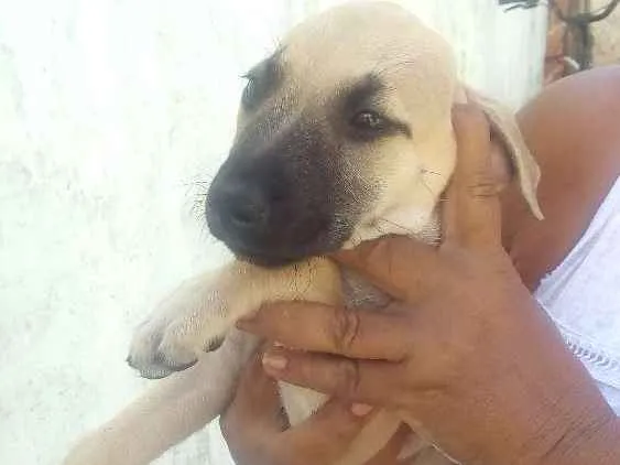 Cachorro ra a Sem raça idade 2 a 6 meses nome Branquinha
