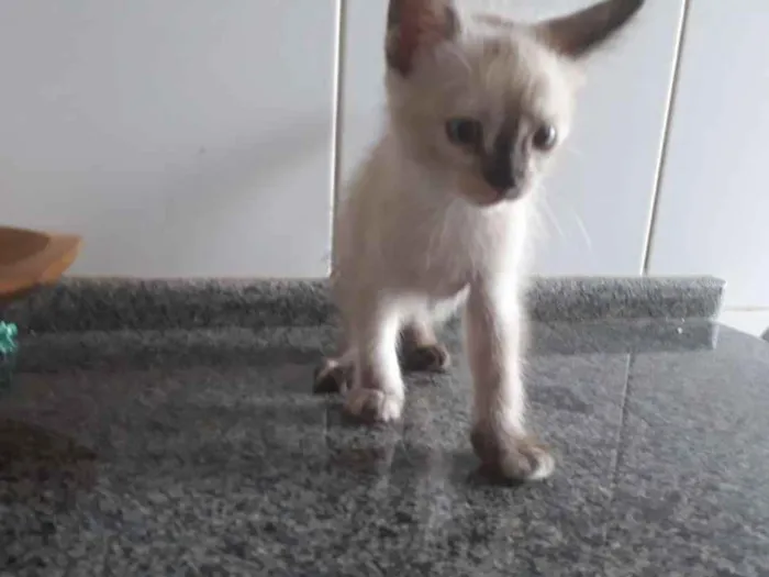Gato ra a  idade 2 a 6 meses nome Sem nome