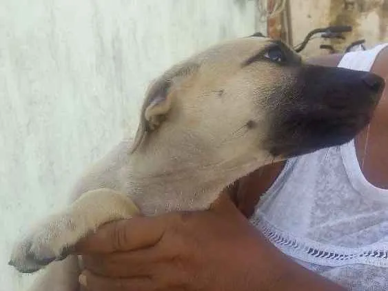 Cachorro ra a Sem raça idade 2 a 6 meses nome Branquinha