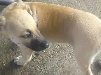 Cachorro ra a Sem raça idade 2 a 6 meses nome Branquinha