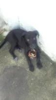 Pretinha 