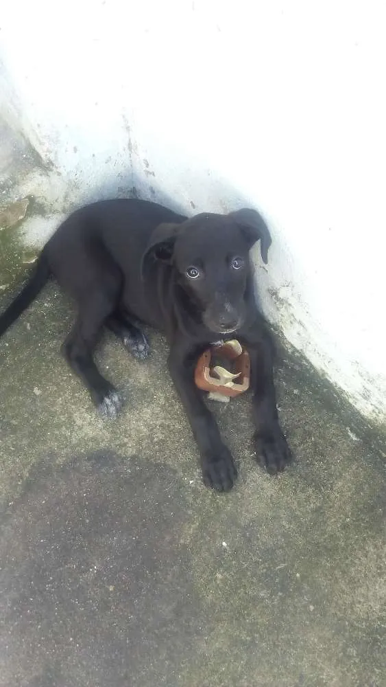 Cachorro ra a Sem raça idade 2 a 6 meses nome Pretinha 