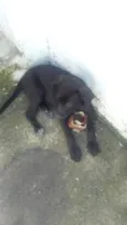 Pretinha 