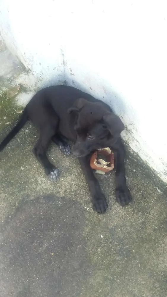 Cachorro ra a Sem raça idade 2 a 6 meses nome Pretinha 