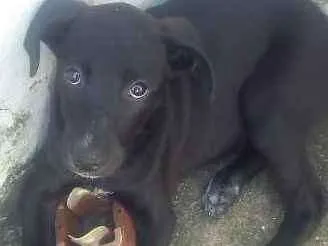 Cachorro ra a Sem raça idade 2 a 6 meses nome Pretinha 