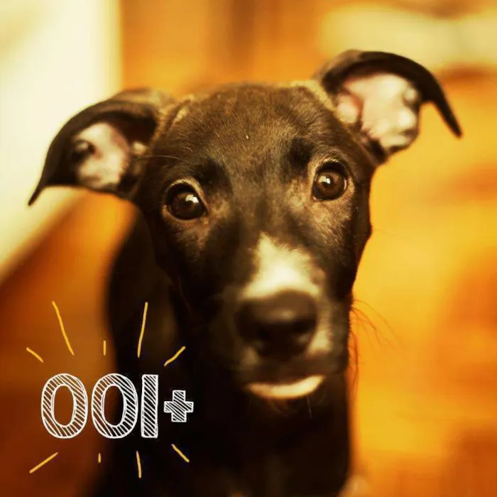 Cachorro ra a SRD idade 2 a 6 meses nome Ella