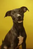 Ella