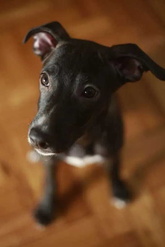 Cachorro ra a SRD idade 2 a 6 meses nome Ella
