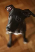 Ella