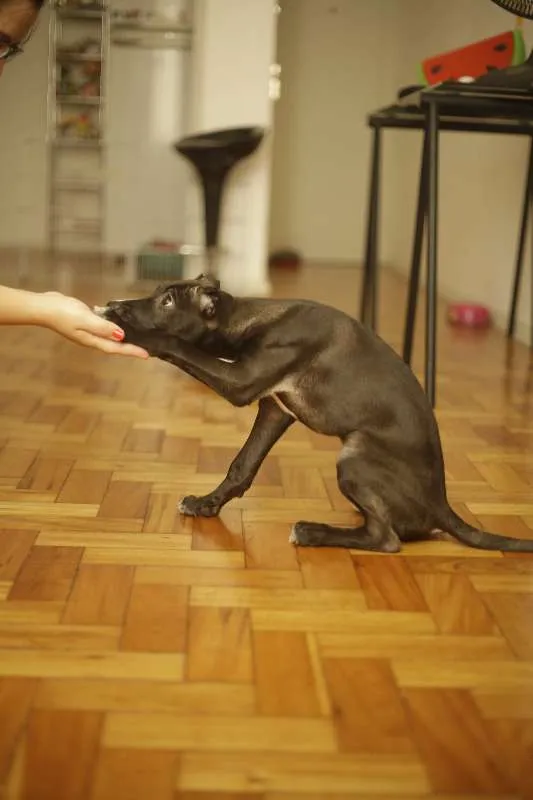 Cachorro ra a SRD idade 2 a 6 meses nome Ella