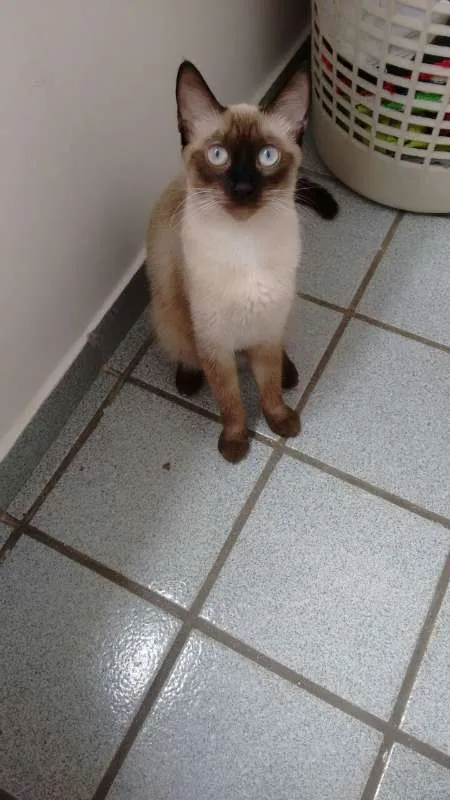 Gato raça Siamês idade 7 a 11 meses nome Morena