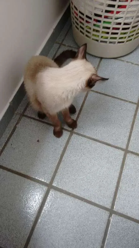 Gato raça Siamês idade 7 a 11 meses nome Morena