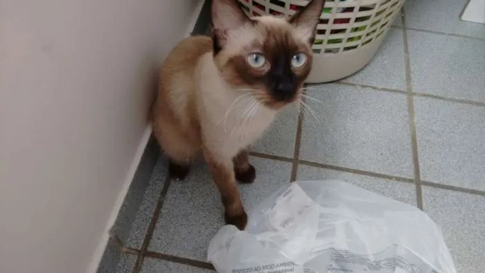 Gato raça Siamês idade 7 a 11 meses nome Morena