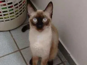 Gato raça Siamês idade 7 a 11 meses nome Morena