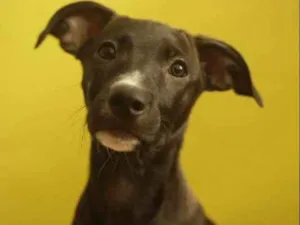 Cachorro raça SRD idade 2 a 6 meses nome Ella