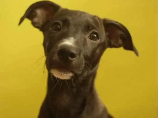Cachorro ra a SRD idade 2 a 6 meses nome Ella