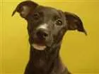 Cachorro raça SRD idade 2 a 6 meses nome Ella