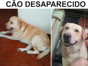 Cachorro raça LABRADOR idade 5 anos nome MAX