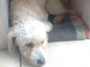 Cachorro raça Poddo idade 3 anos nome Billy