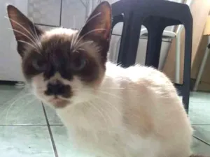 Gato raça Mestiça idade 2 a 6 meses nome Mel