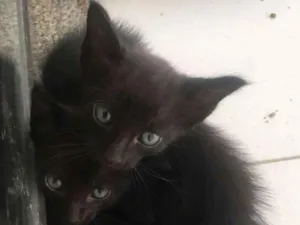 Gato raça De rua idade 2 a 6 meses nome Antonio e Enzo 
