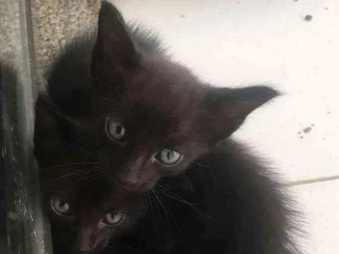 Gato ra a De rua idade 2 a 6 meses nome Antonio e Enzo 