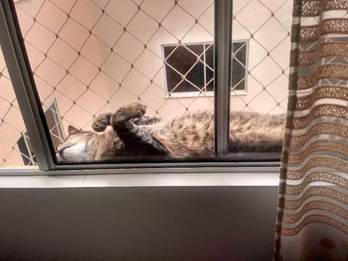 Gato ra a Vira lata idade 5 anos nome Nenê