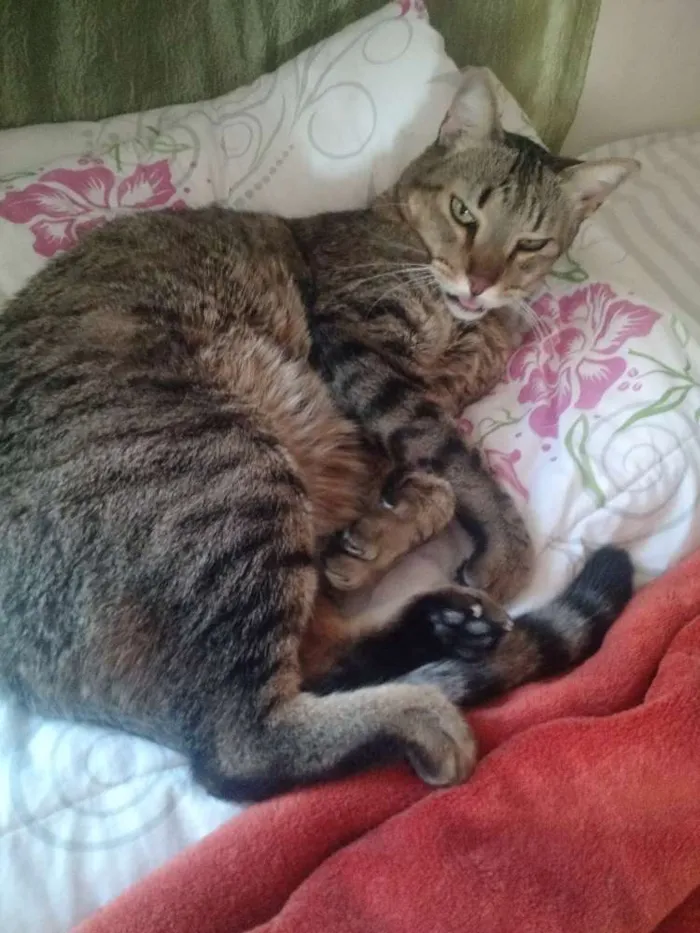 Gato ra a Vira lata idade 5 anos nome Nenê