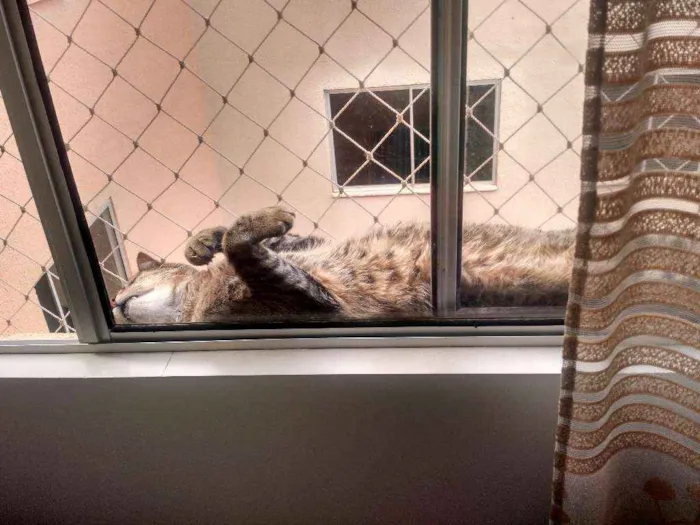 Gato ra a Vira lata idade 5 anos nome Nenê
