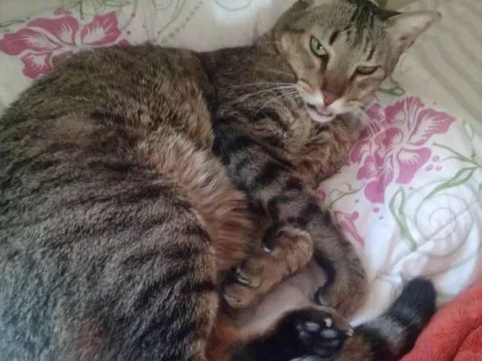 Gato ra a Vira lata idade 5 anos nome Nenê