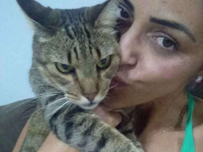 Gato ra a Vira lata idade 5 anos nome Nenê