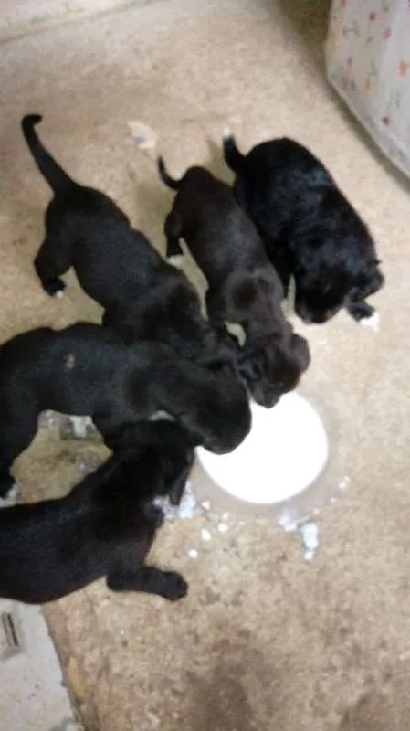 Cachorro ra a vira-lata idade Abaixo de 2 meses nome nao tem ainda