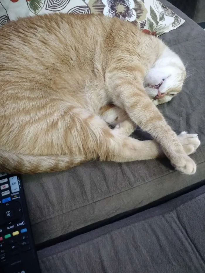 Gato ra a Vira lata idade 5 anos nome Théo