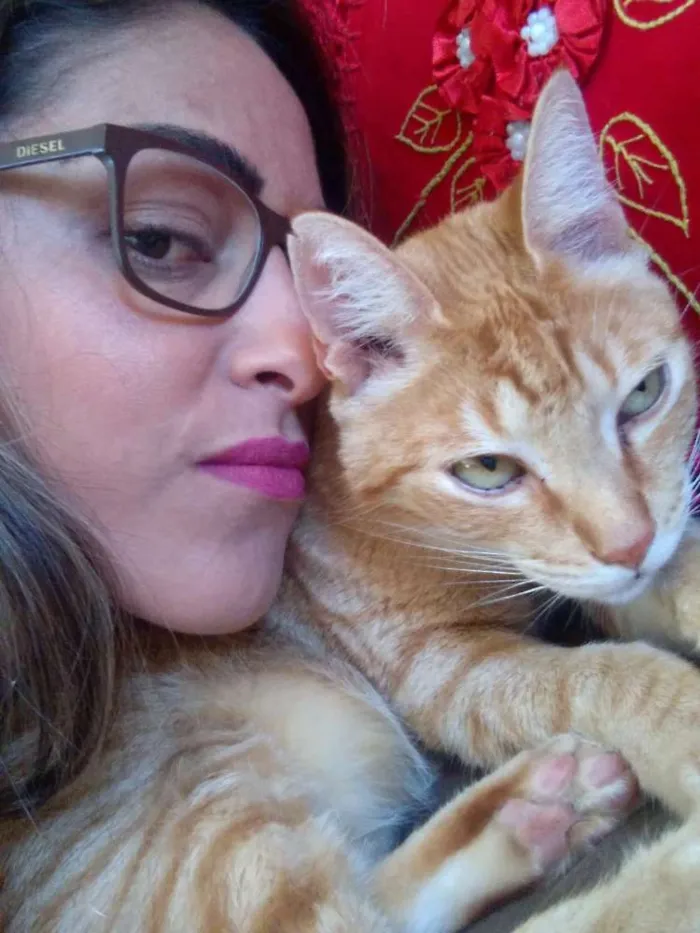 Gato ra a Vira lata idade 5 anos nome Théo