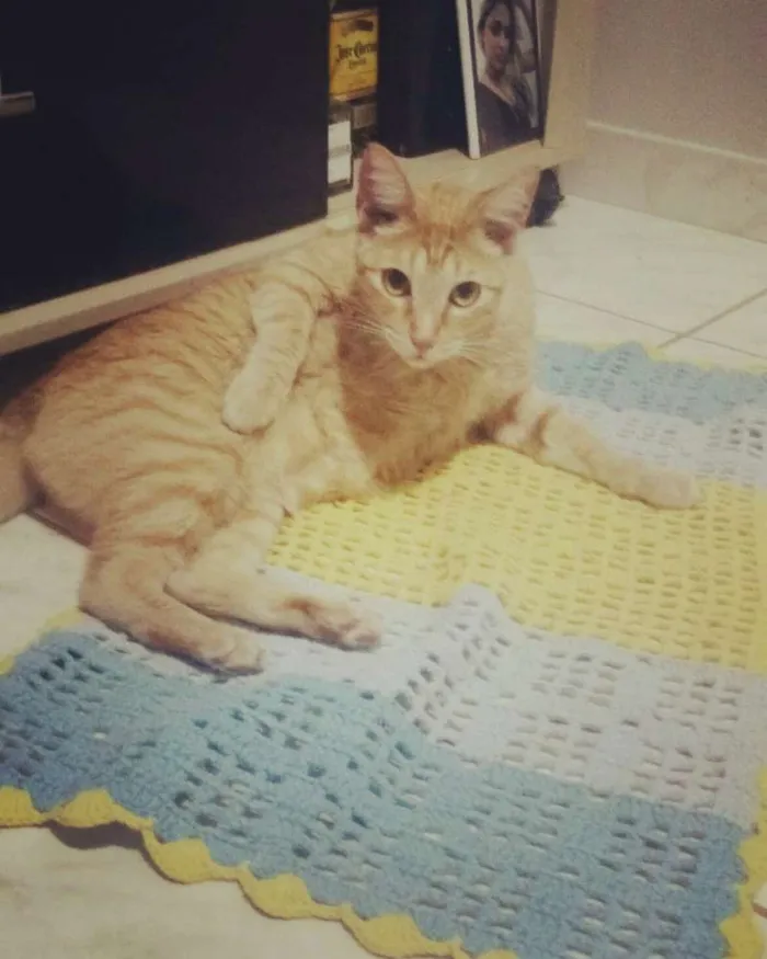 Gato ra a Vira lata idade 5 anos nome Théo
