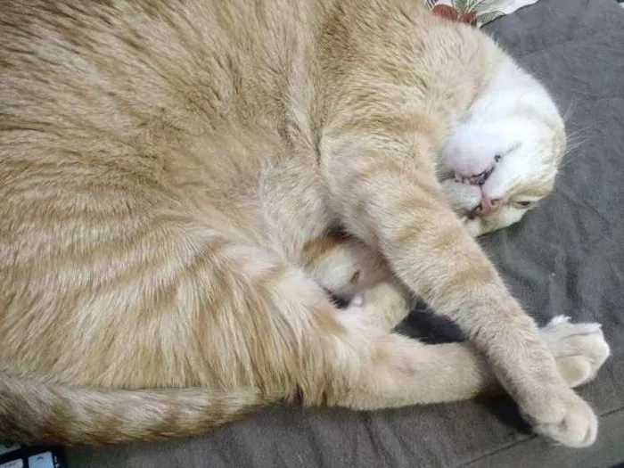 Gato ra a Vira lata idade 5 anos nome Théo