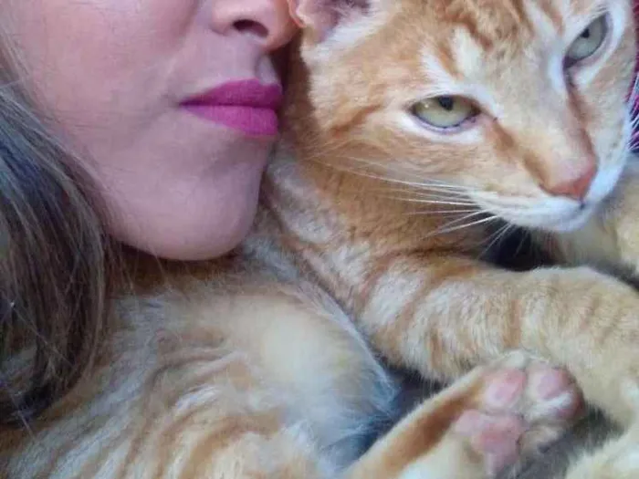 Gato ra a Vira lata idade 5 anos nome Théo