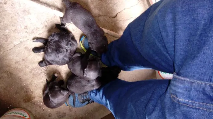 Cachorro ra a vira-lata idade Abaixo de 2 meses nome nao tem ainda