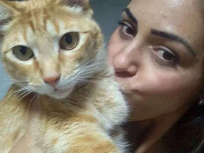 Gato ra a Vira lata idade 5 anos nome Théo