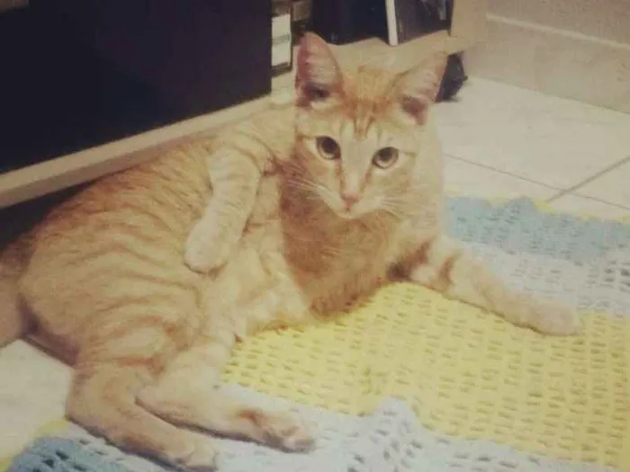 Gato ra a Vira lata idade 5 anos nome Théo