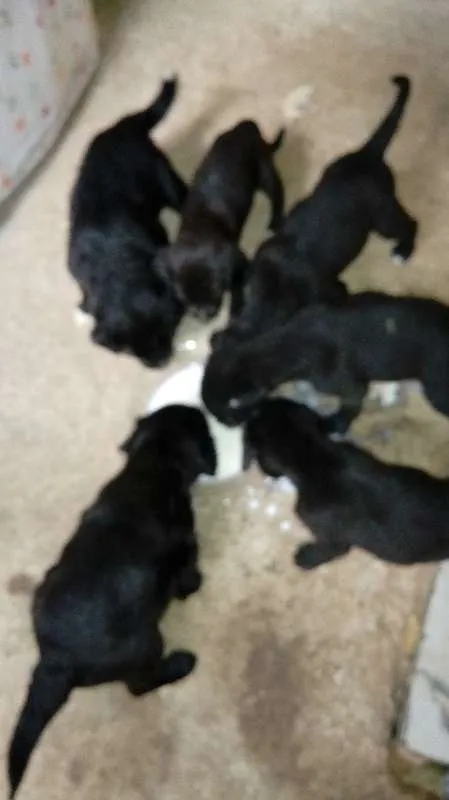 Cachorro ra a vira-lata idade Abaixo de 2 meses nome nao tem ainda