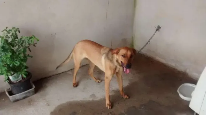 Cachorro ra a Mestiço idade 1 ano nome Betovem