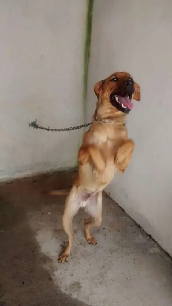 Cachorro ra a Mestiço idade 1 ano nome Betovem