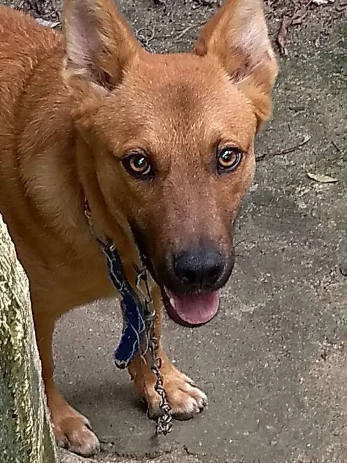 Cachorro ra a Pastor / vira lata idade 2 a 6 meses nome Cookie
